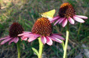 flower with butterfly