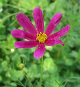Pink Wildflower from my garden 2011