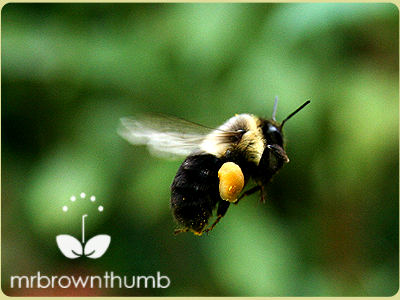 Bumble bee with pollen