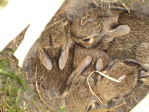 Baby Bunnies