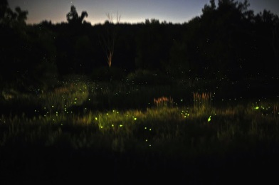 Fireflies 1.0