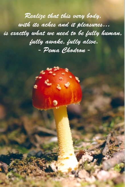 mushroom with quote