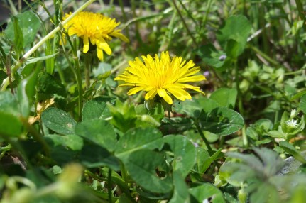 dandilion flower