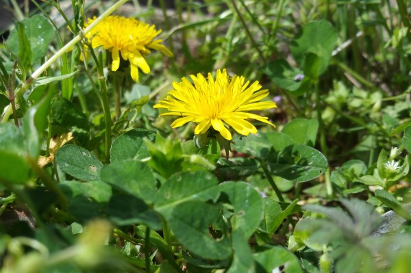 dandilion flower