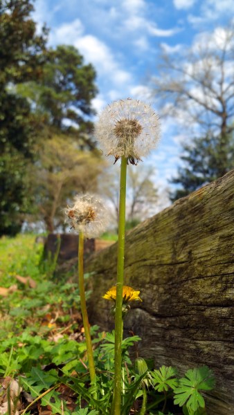 dandilion puff