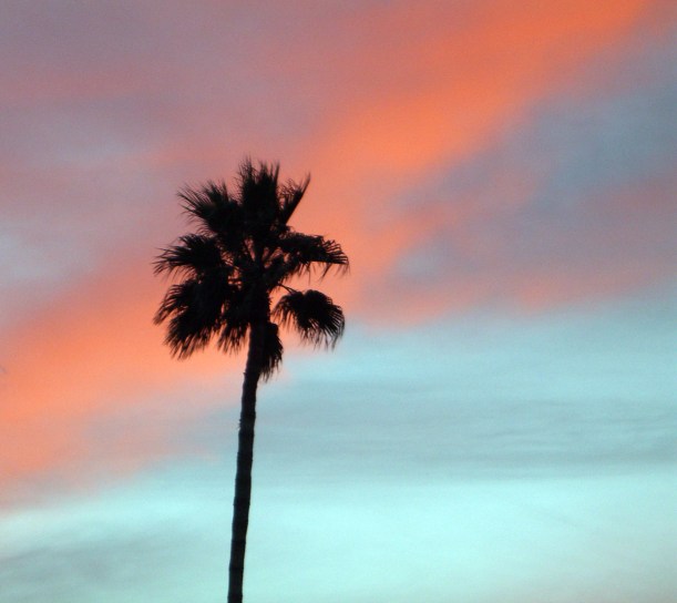 palm tree palm springs