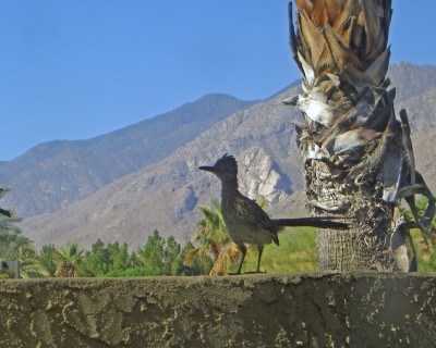 road runner porch palm springs