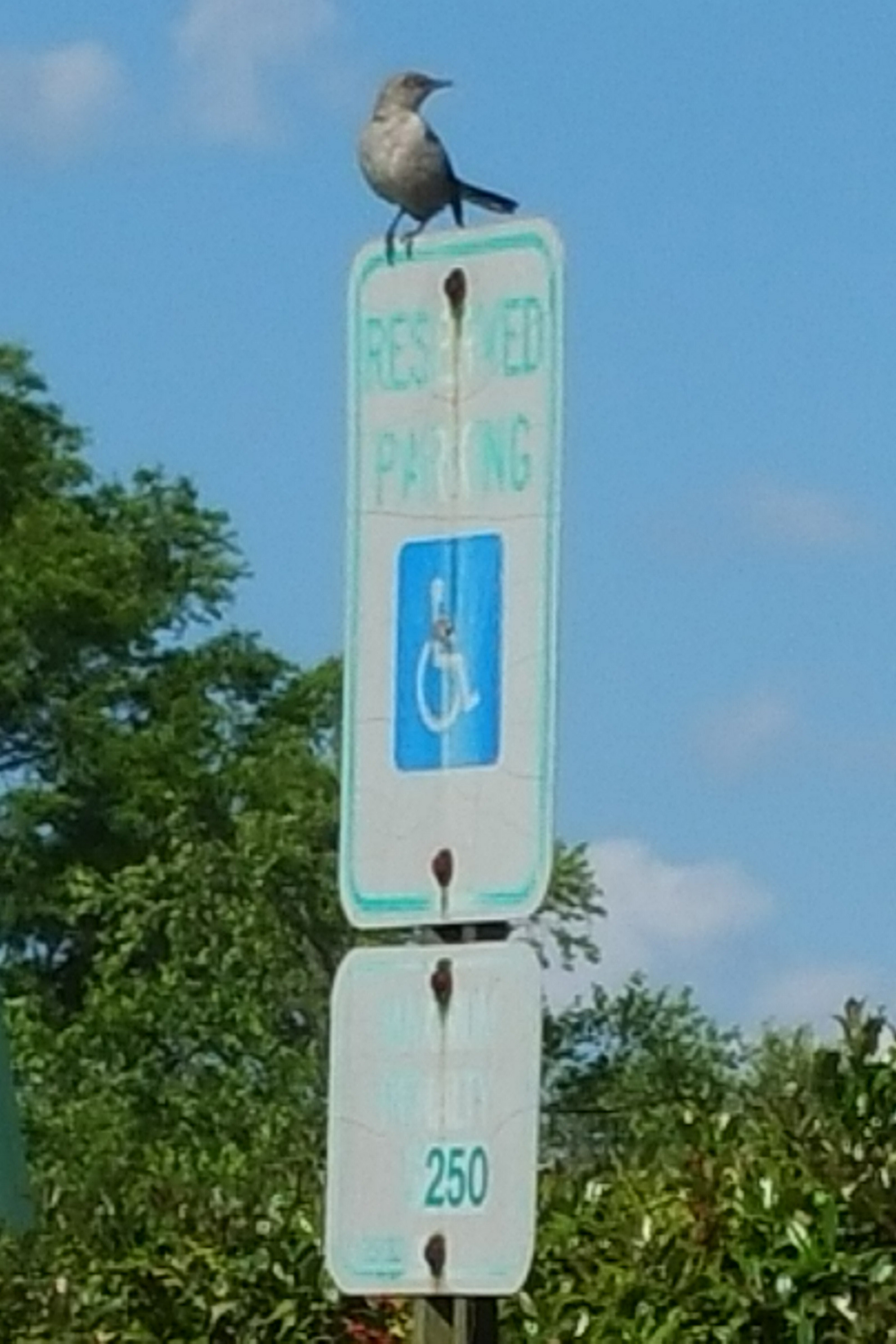 bird on handicap sign.jpg