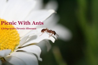 ant and flower copy3