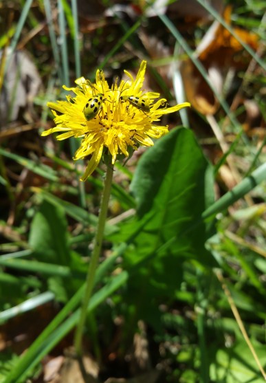 dandilion-with-lady-bugs
