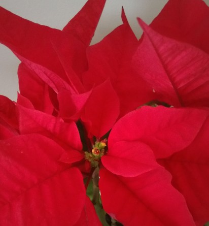 poinsettia3