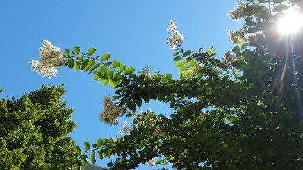 crepe myrtle