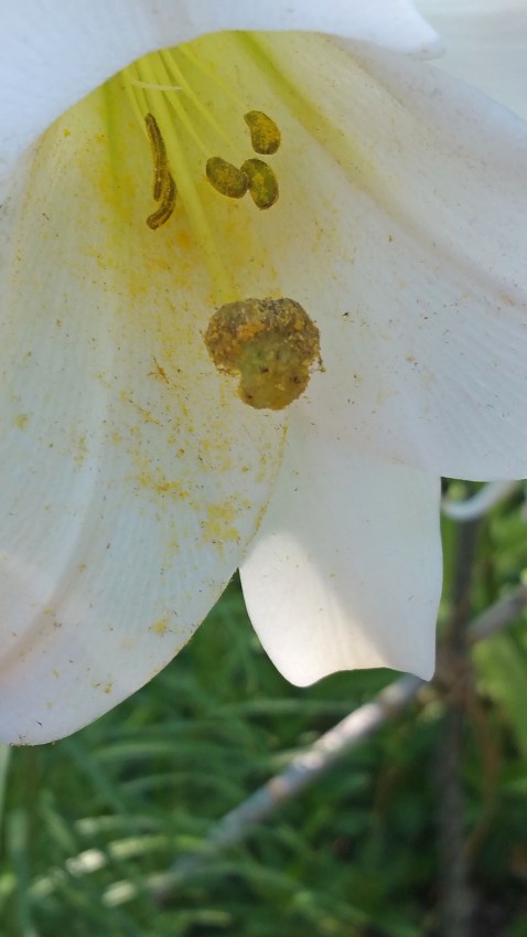 lily close up